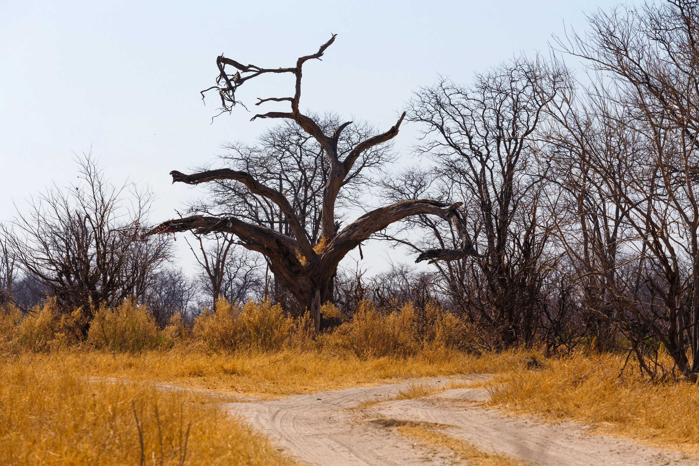 Moremi_Game_Reserve[1].webp